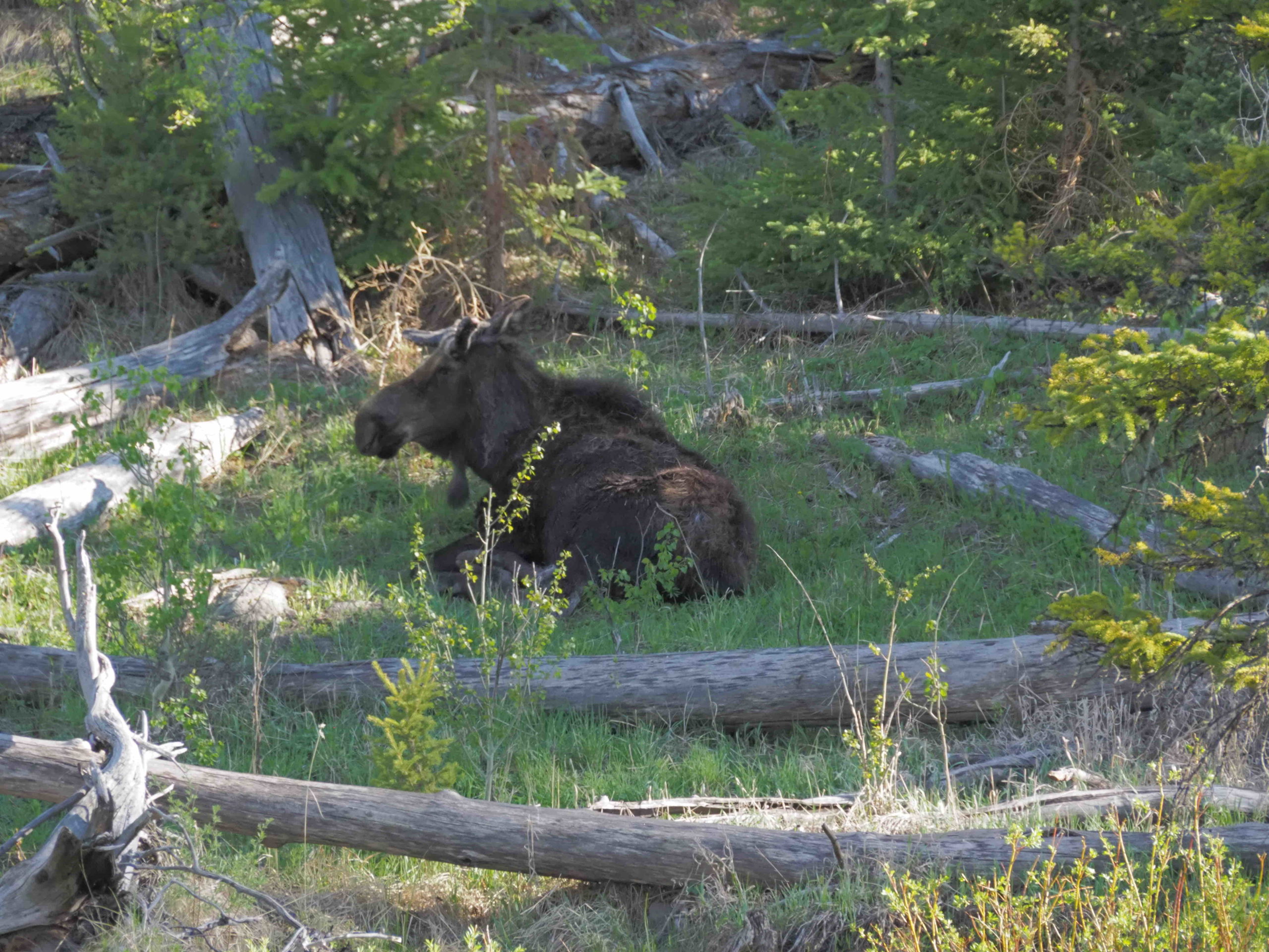 Yellowstone Wildlife Viewing - Obie Travels